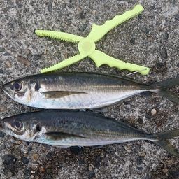 アジ
