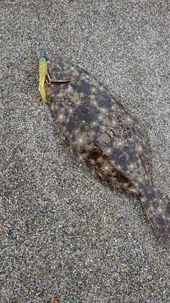 ソゲの釣果