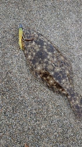 ソゲの釣果