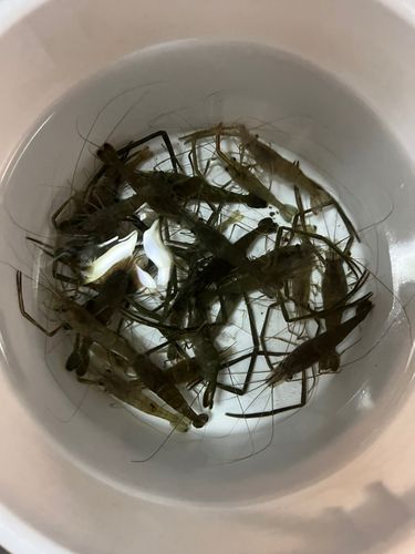 テナガエビの釣果