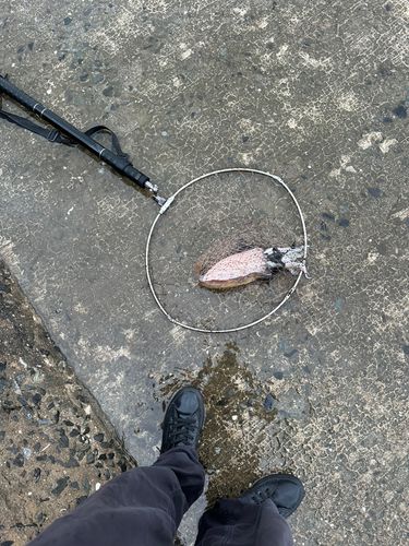 モンゴウイカの釣果