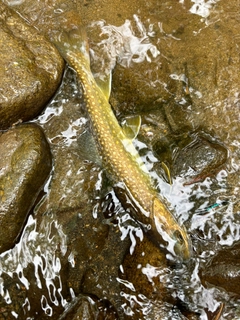 イワナの釣果