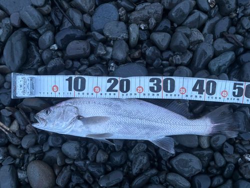 ニベの釣果