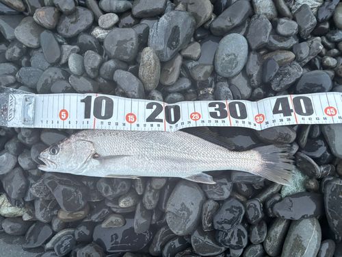 ニベの釣果