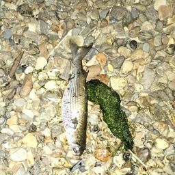 ボラ