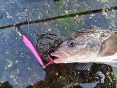 ホッケの釣果