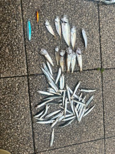 サバの釣果
