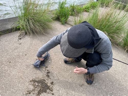 アメリカナマズ