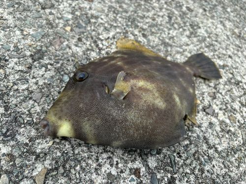 カワハギの釣果