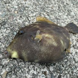 カワハギ
