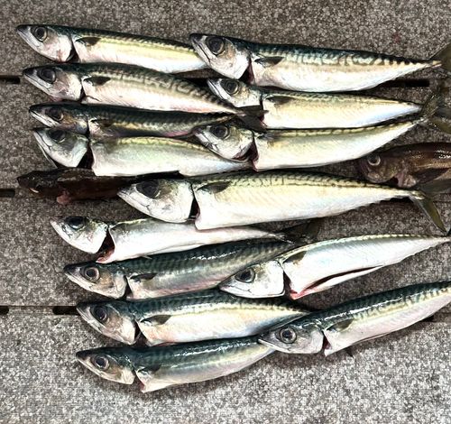 サバの釣果