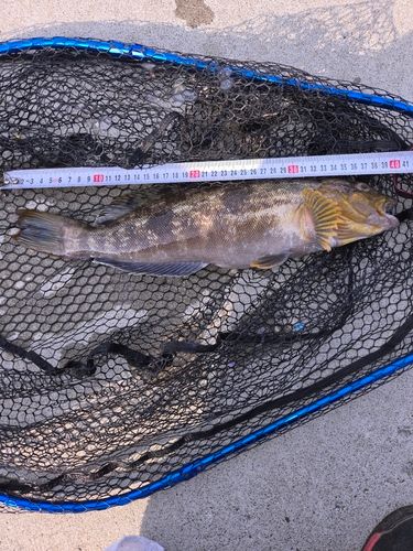 アイナメの釣果