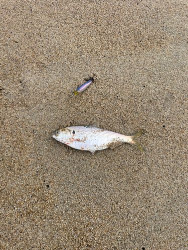 コノシロの釣果