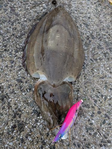 モンゴウイカの釣果