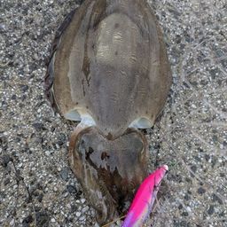 モンゴウイカ