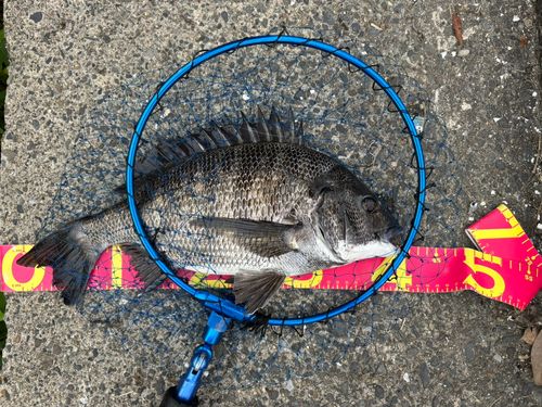 クロダイの釣果