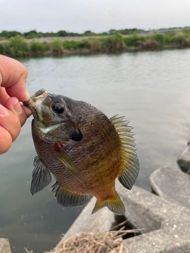 ブルーギルの釣果