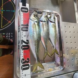 アジ