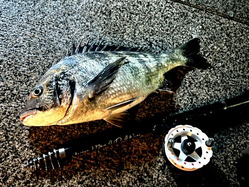 チヌの釣果