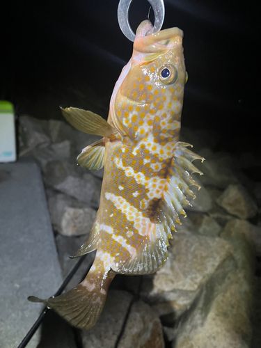 アコウの釣果