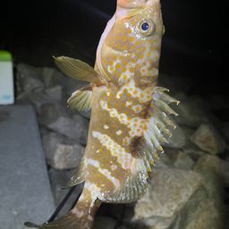 アコウ