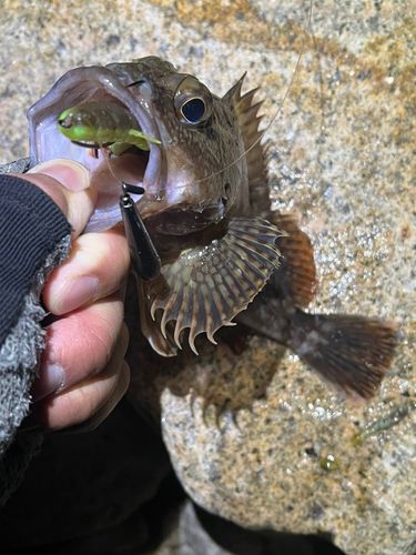 カサゴの釣果