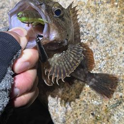 カサゴ