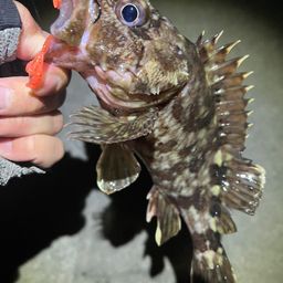 カサゴ