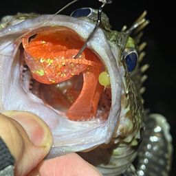 カサゴ