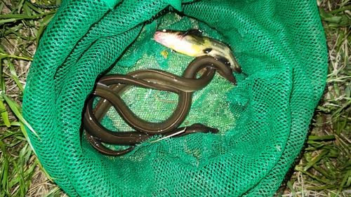 ウナギの釣果
