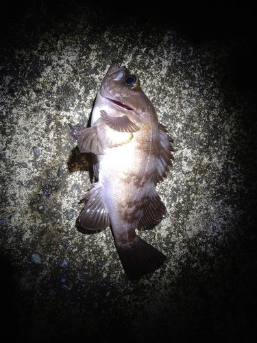 釣果