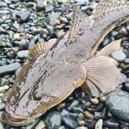 マゴチ