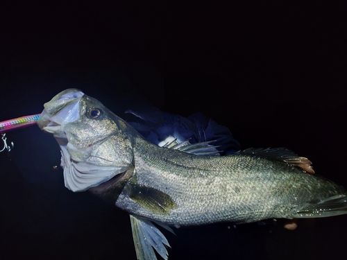 スズキの釣果
