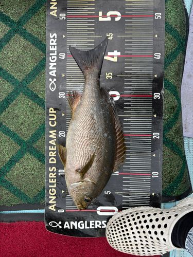 イサキの釣果