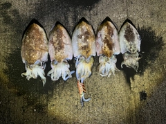 コウイカの釣果