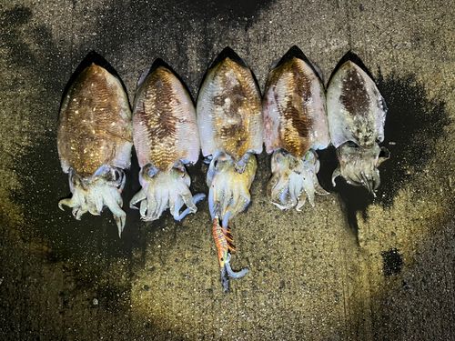 コウイカの釣果