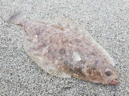 カレイの釣果