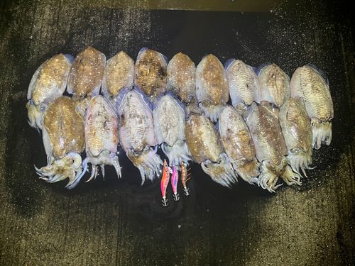 コウイカの釣果