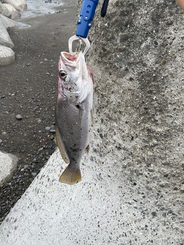 ニベの釣果