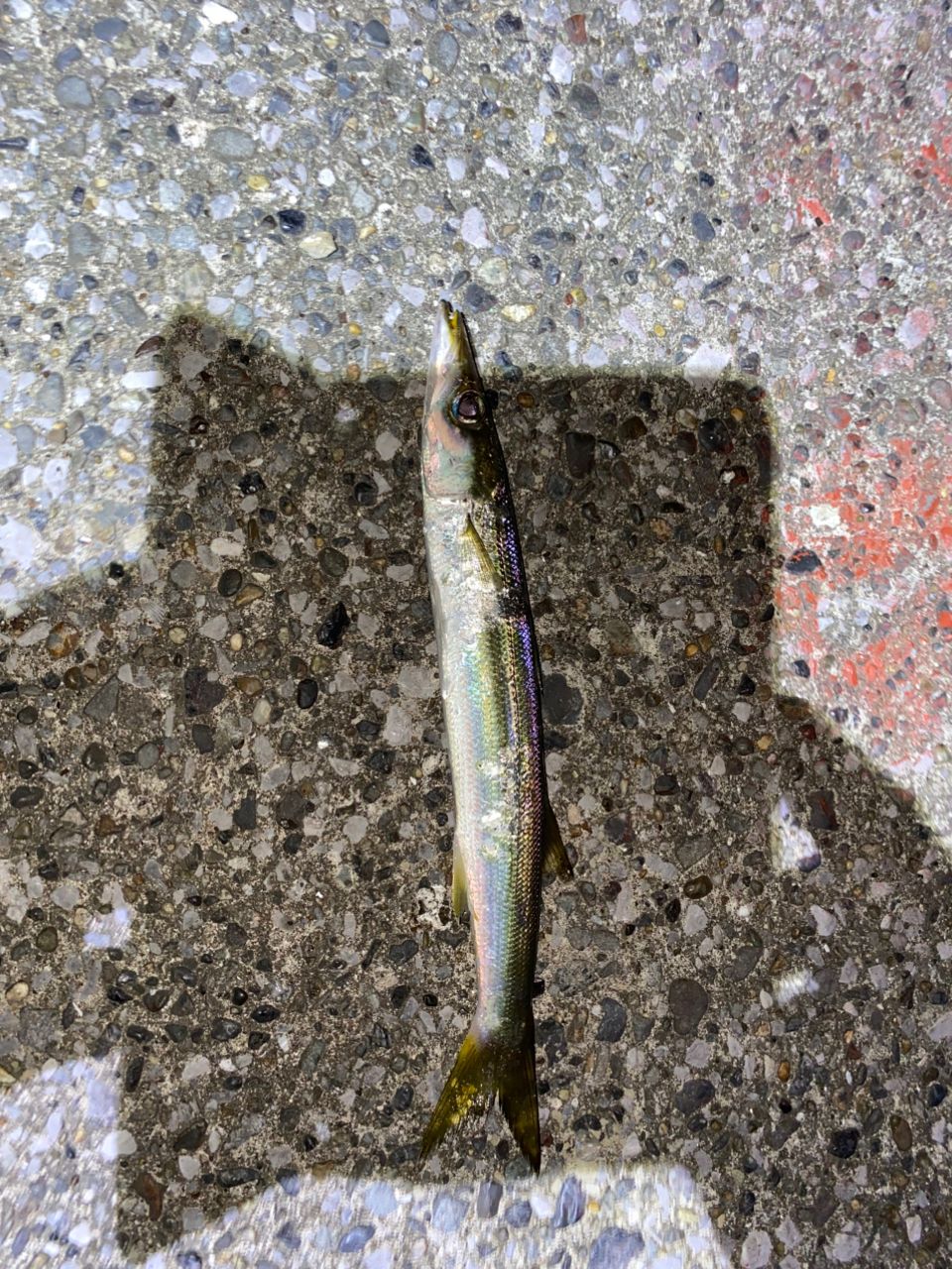 tailwalk アジスト TZ 511/SLの最安値・インプレ・釣果 | 本音の口コミ tailwalk アジスト TZ 511/SLの最安値・インプレ・釣果 | 本音の口コミ