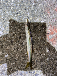 カマスの釣果