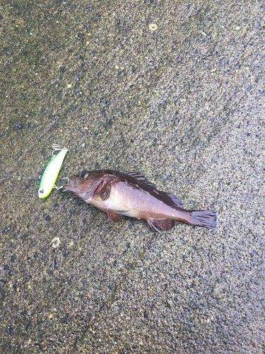 エゾメバルの釣果