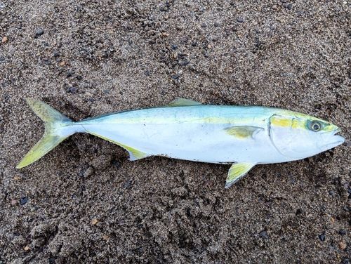 イナダの釣果