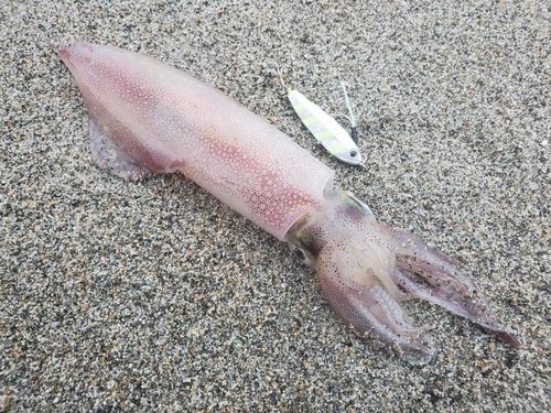 ケンサキイカの釣果