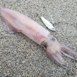 ケンサキイカ