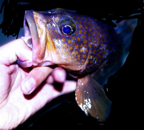 キジハタの釣果