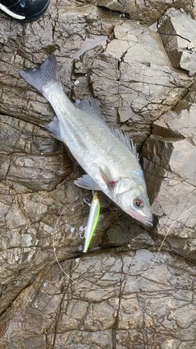 ヒラスズキの釣果