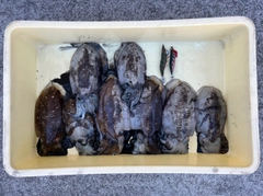 コウイカの釣果