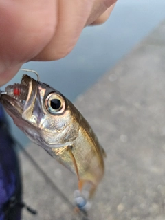 ムツの釣果