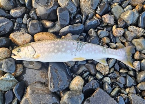 アメマスの釣果